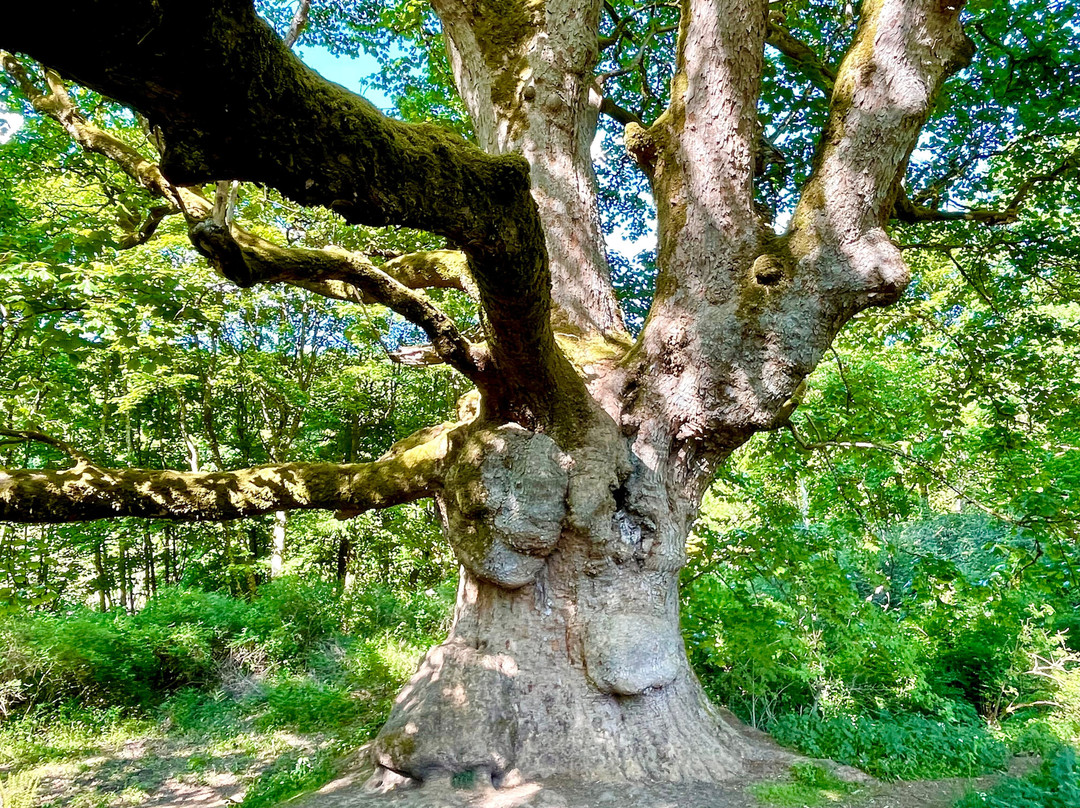 Birnam Oak-Dunkeld必去景点