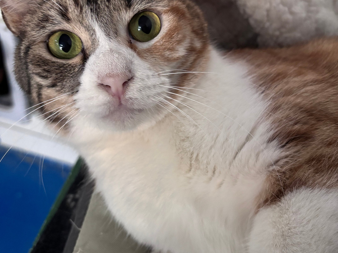 Triple A Marbella Animal Shelter景点图片