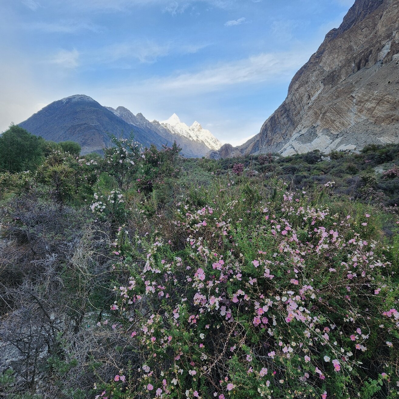 Sarai Silk Route-官方