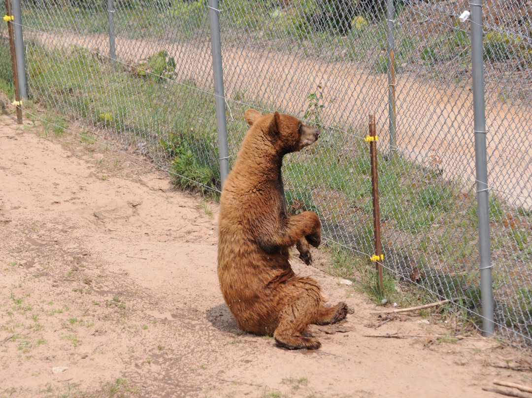 Oswald's Bear Ranch-Newberry必去景点