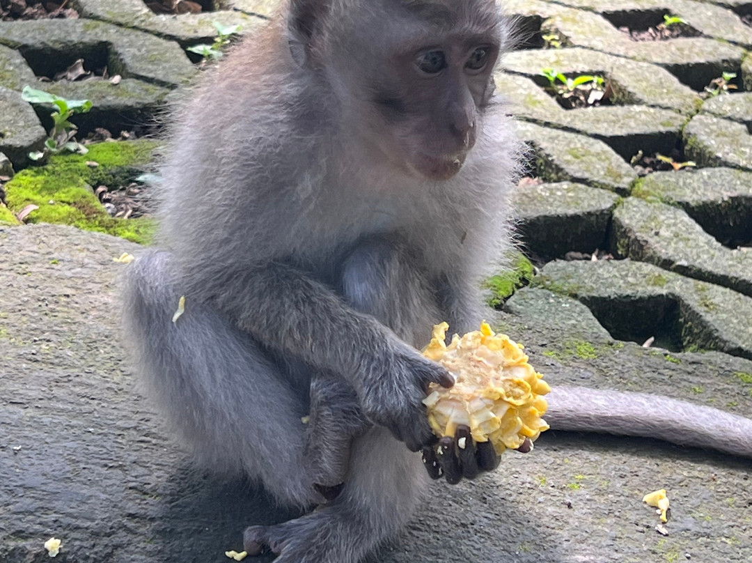 Bali Unique Driver-巴厘岛必去景点