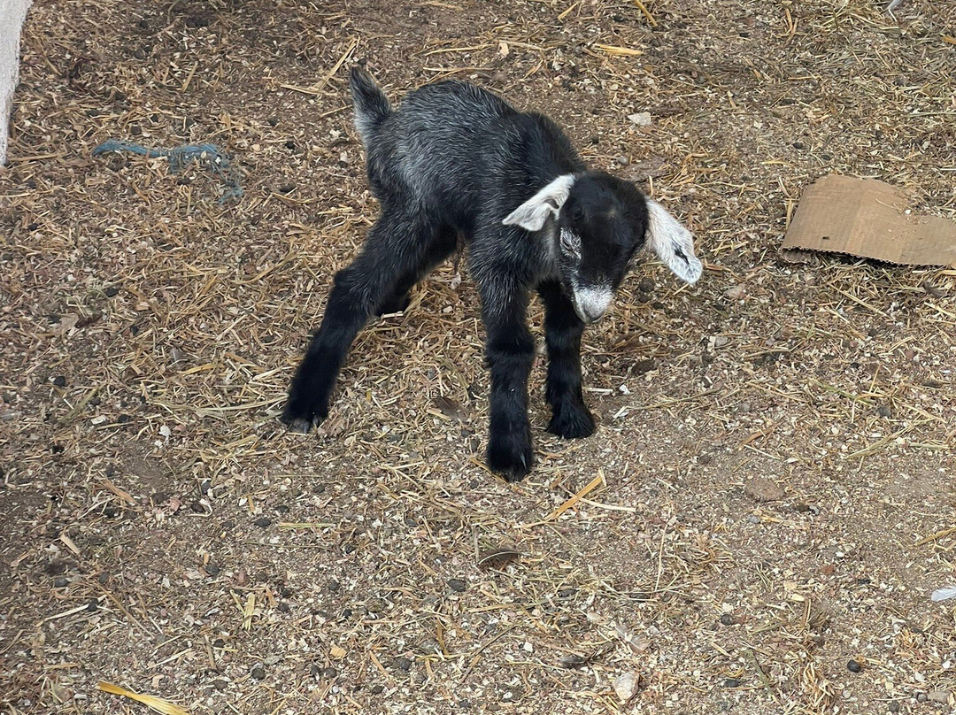 Anthi Farm Sifnos-Apollonia必去景点