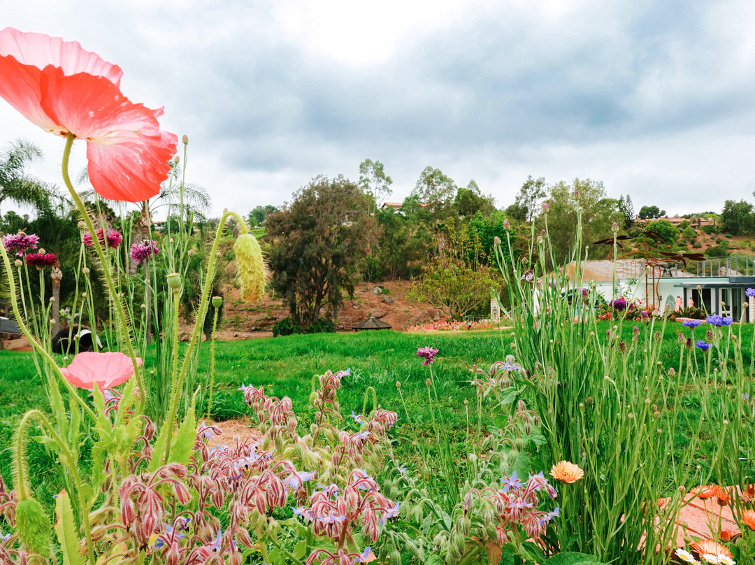 Firefly Grove-Bonsall必去景点