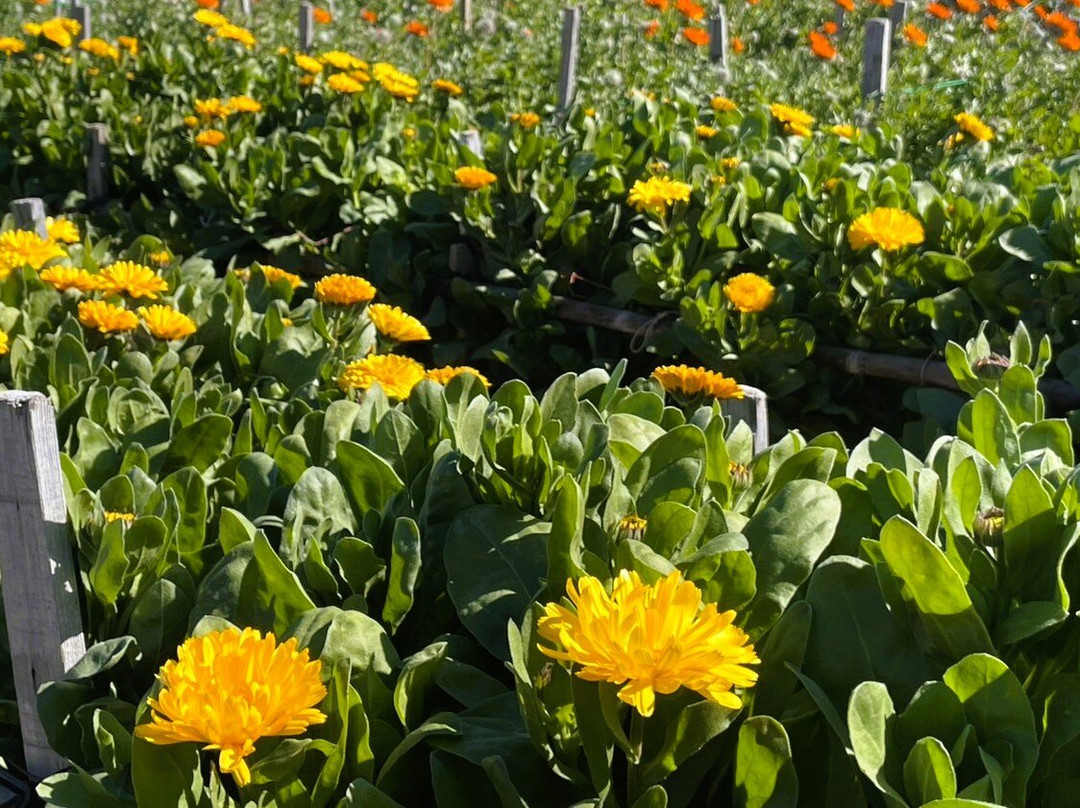 Flower Fields of Chikura-cho-南房总市必去景点
