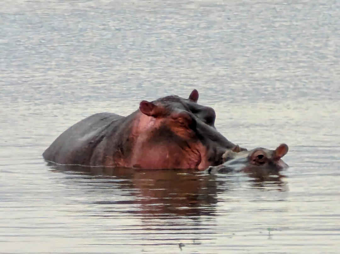 Africa Vision Safaris Tours and Travel-内罗毕必去景点