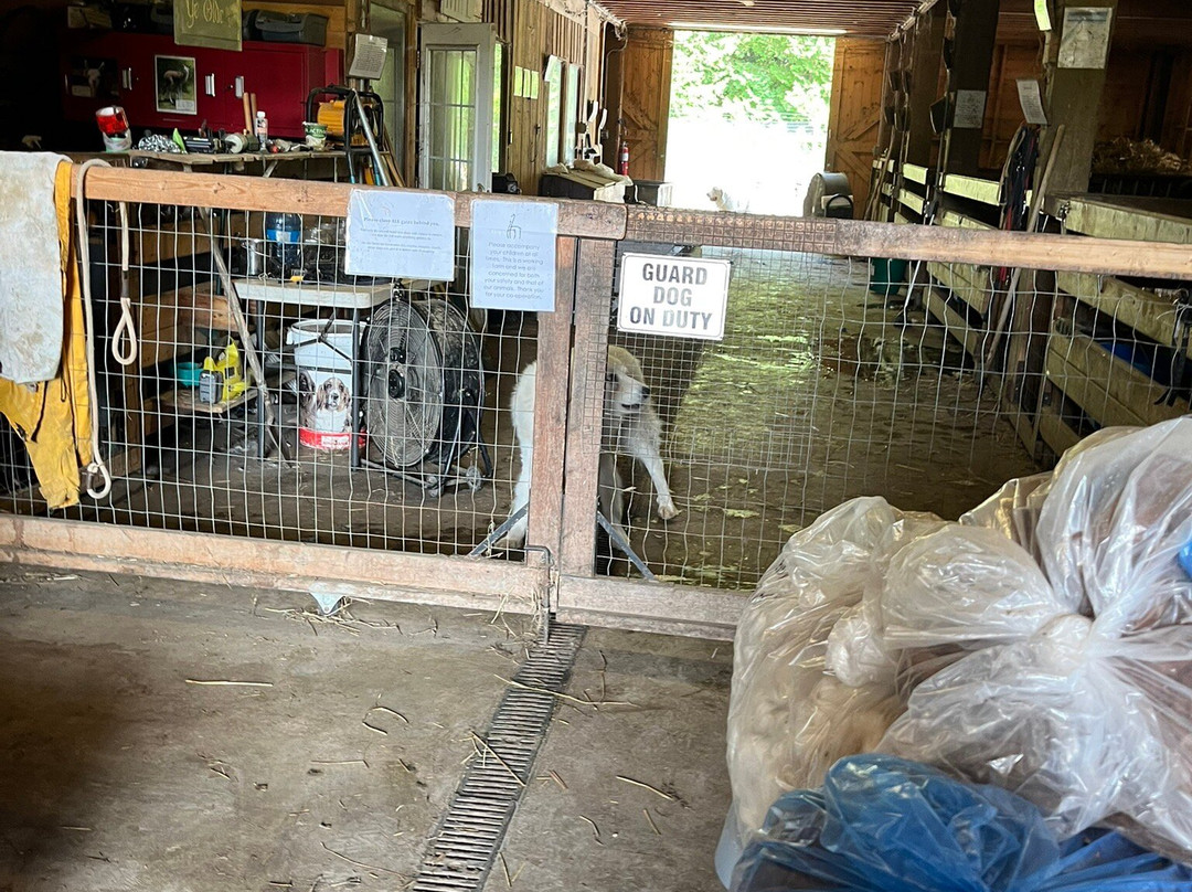 Old Mill Alpacas-Colborne必去景点