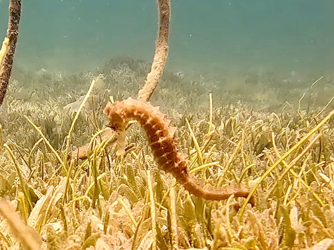 Extra Divers Makadi Bay-马卡迪湾必去景点