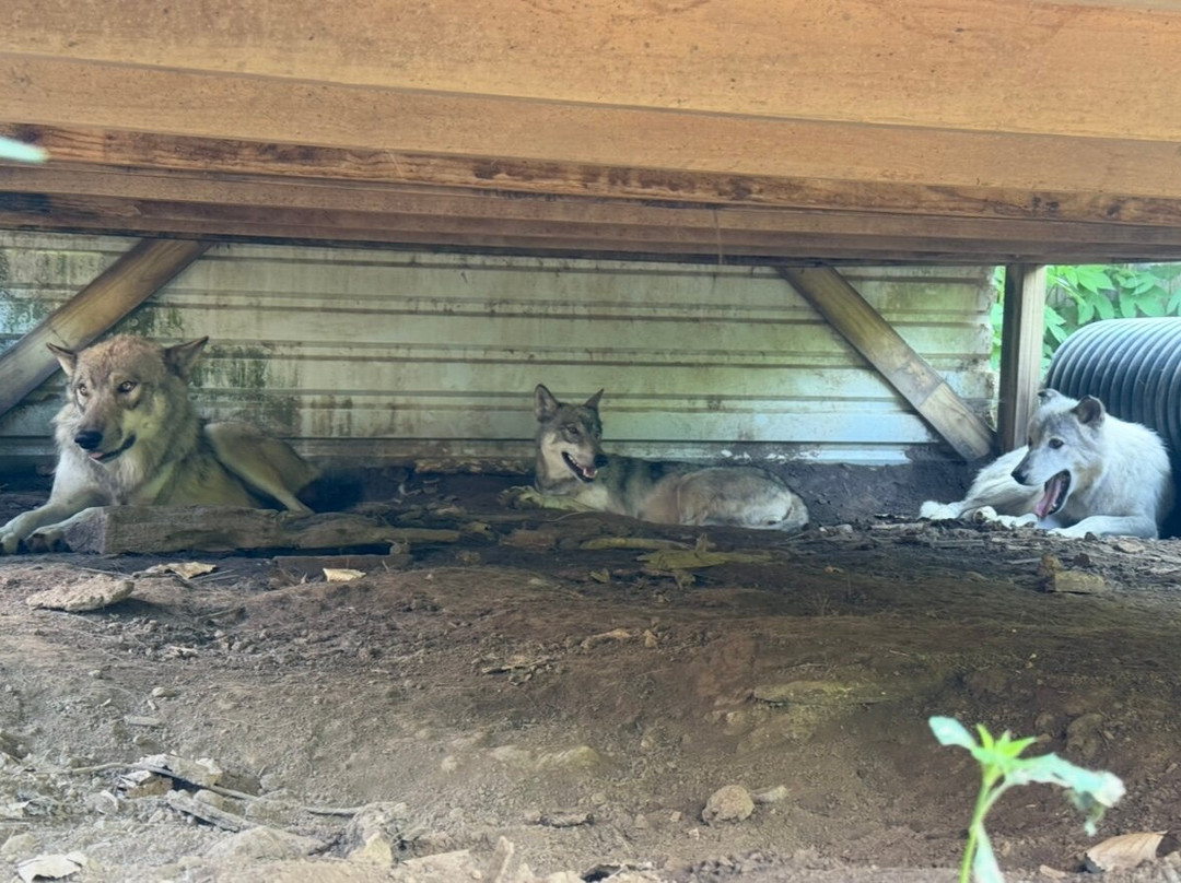 Wolf creek habitat and rescue-Brookville必去景点