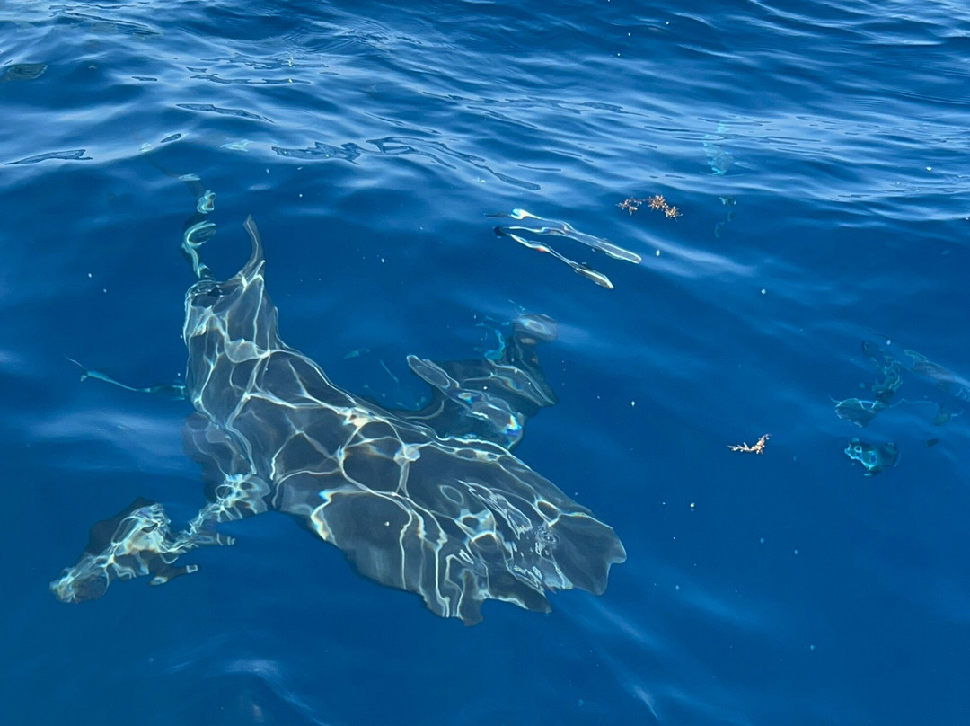 Florida Shark Diving-朱庇特必去景点