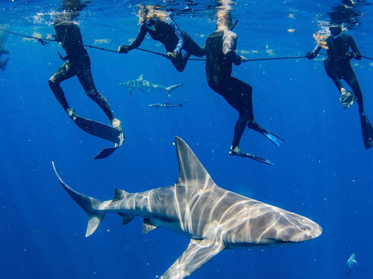 Shark Tours-朱庇特必去景点