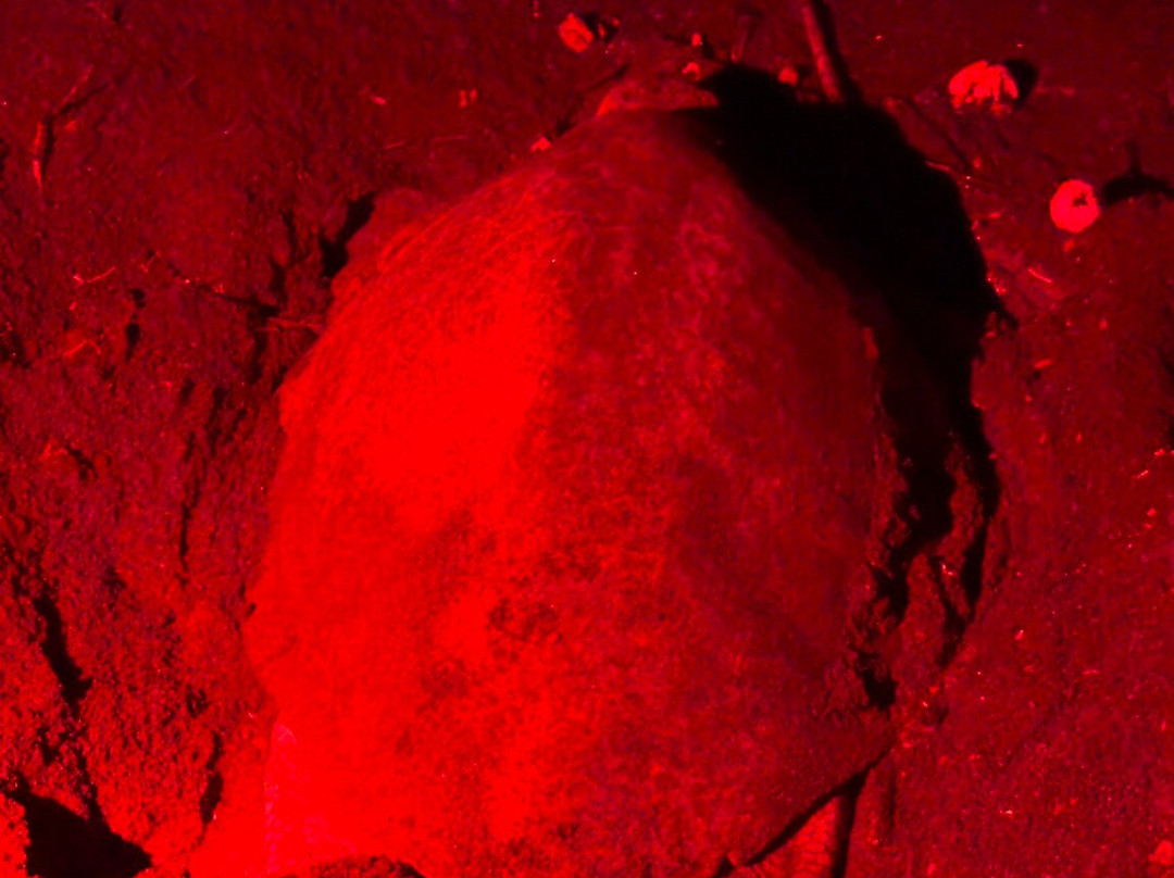 Ostional National Wildlife Refuge-圣塔克鲁斯必去景点