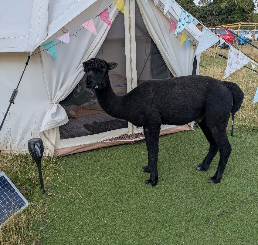 Tickhill Alpacas-Tickhill必去景点