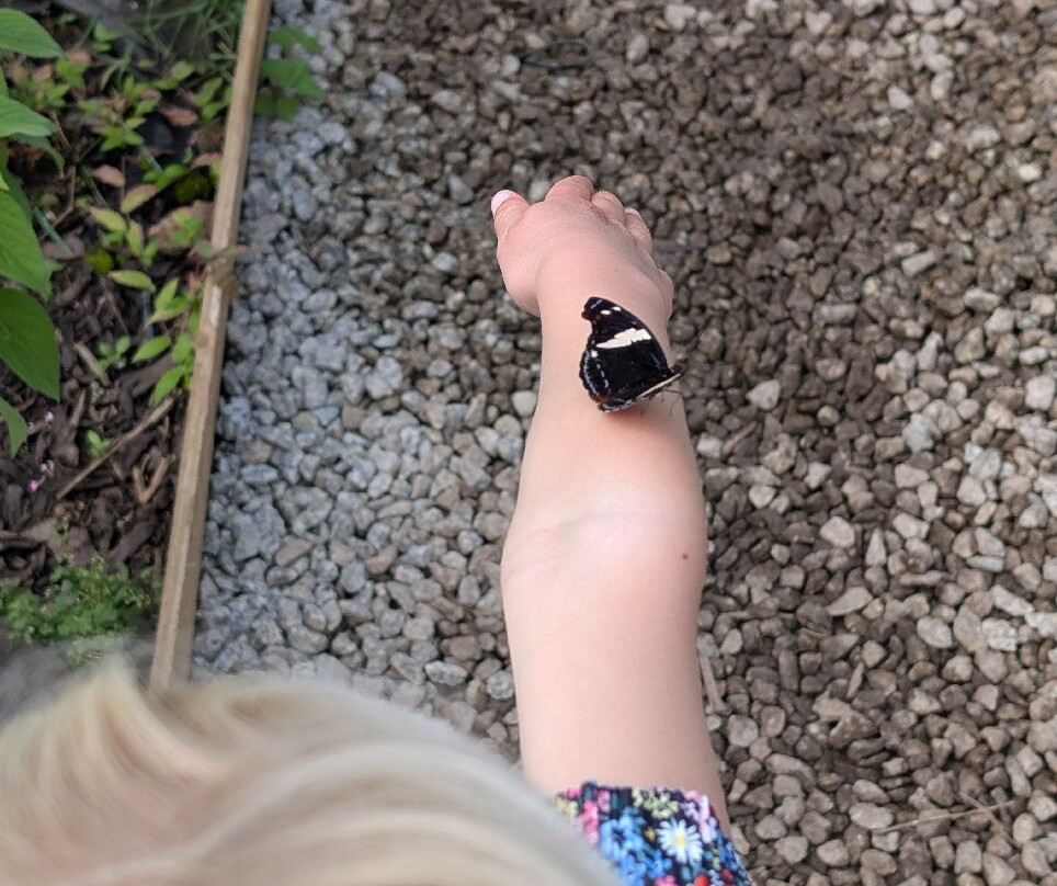 Guys Butterfly House-St Hilary必去景点