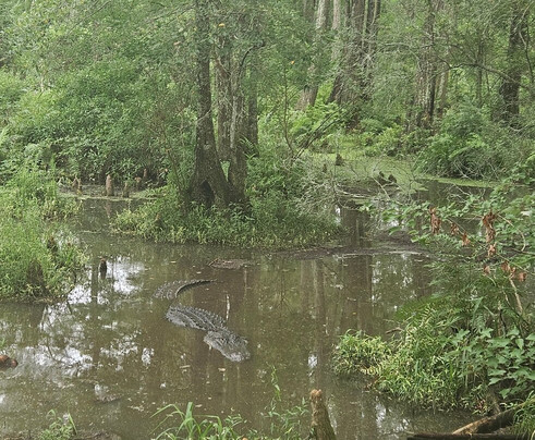 Alligator Alley-Summerdale必去景点