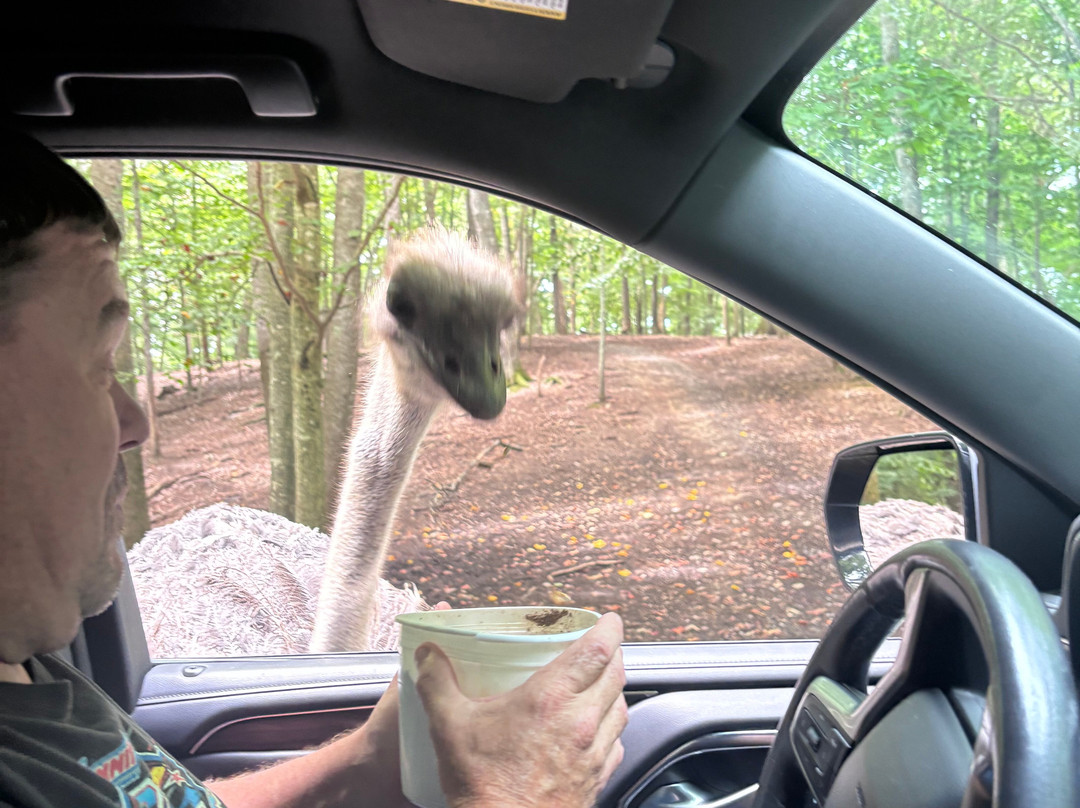 Briarwood Ranch Safari Park-莫利斯敦必去景点