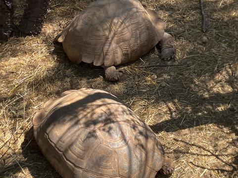 Le Village des Tortues - Tortupôle France-Carnoules必去景点