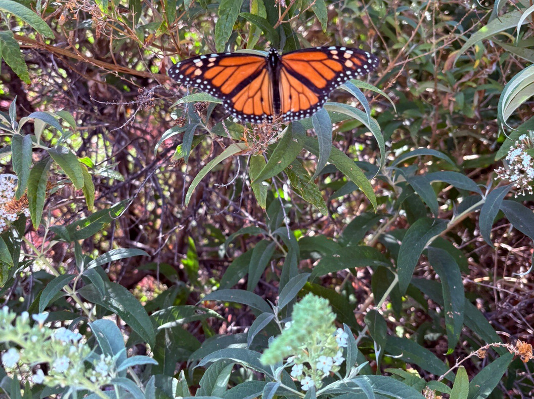 The Dinosaur Museum-布兰丁必去景点