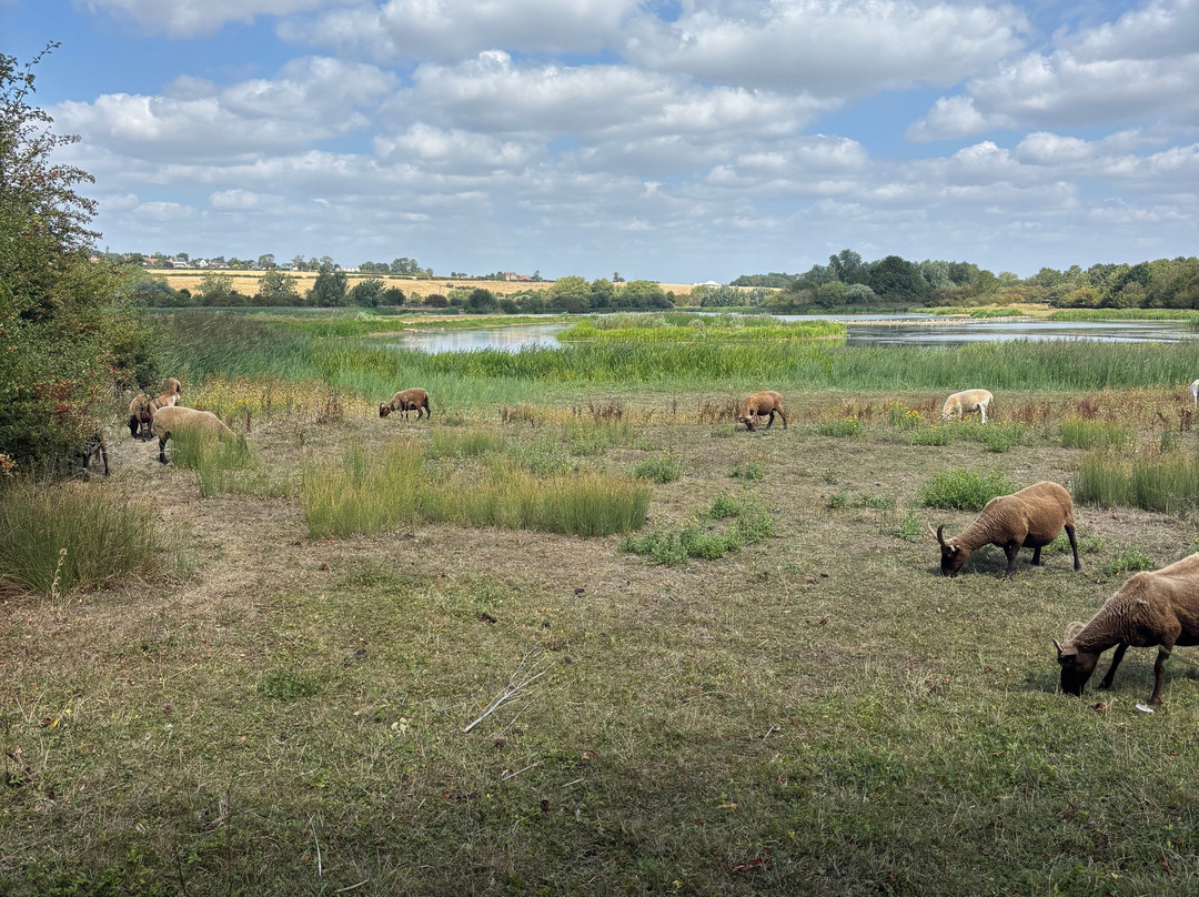 Summer Leys Nature Reserve-Wollaston必去景点