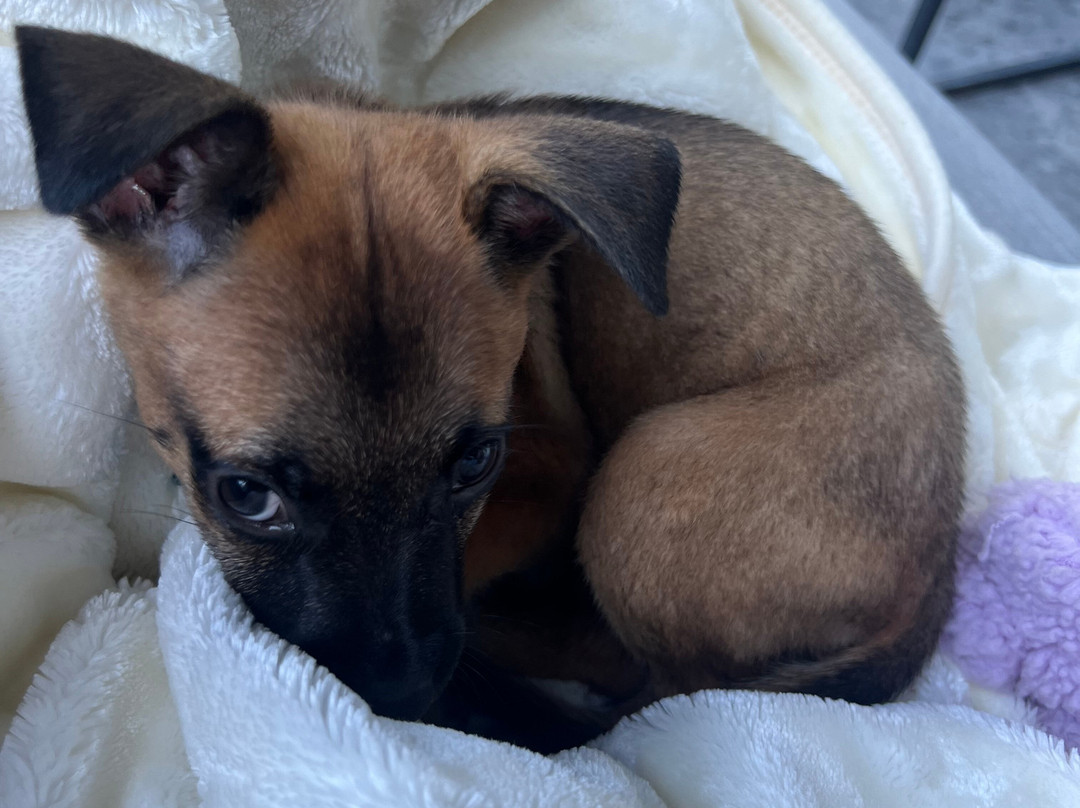 Wet Noses Rescue-Corral del Risco必去景点