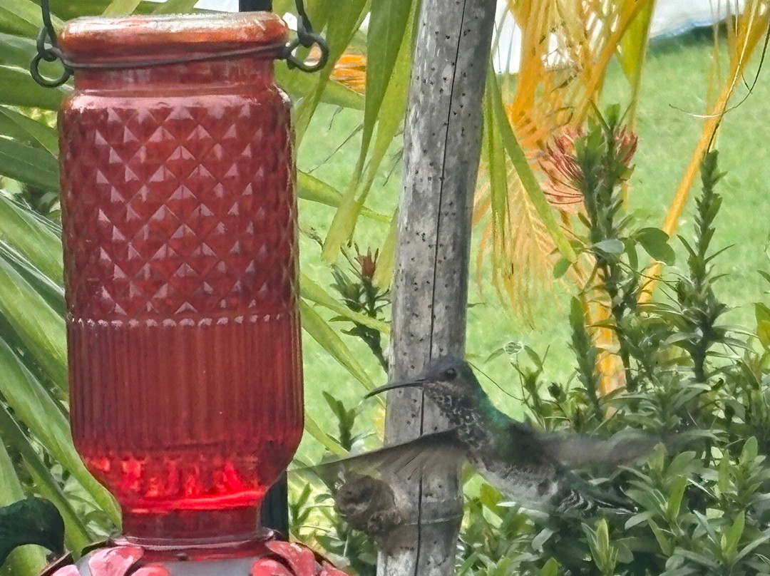 CP's Tours and Taxi Service-多巴哥必去景点