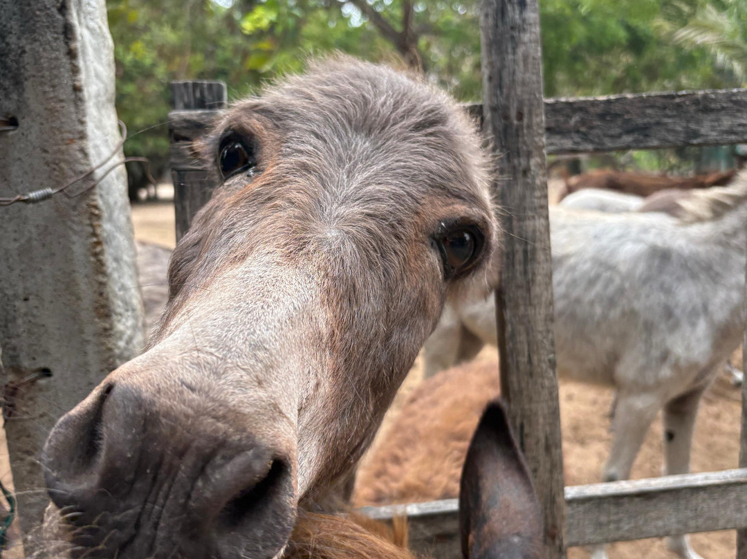 Donkey Clinic and Education Center-马纳尔必去景点