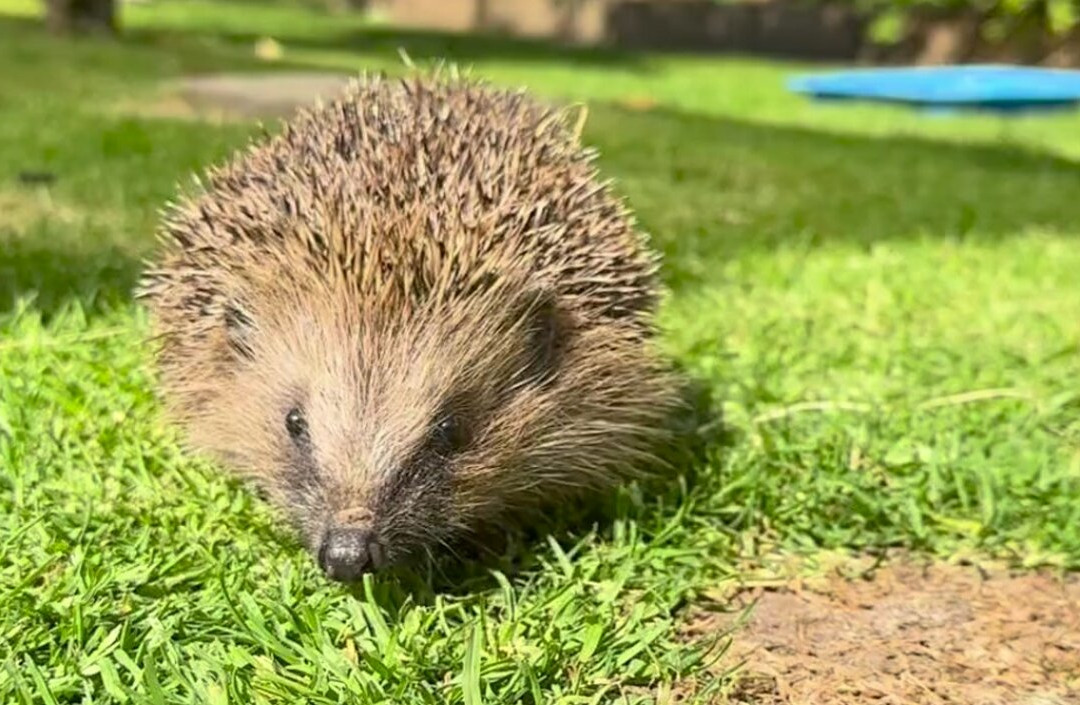 Tiggywinkles Wildlife Hospital Visitor's Centre-Haddenham必去景点