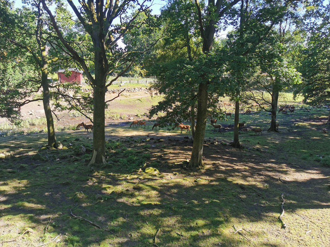 Skanes Djurpark-Hoor必去景点