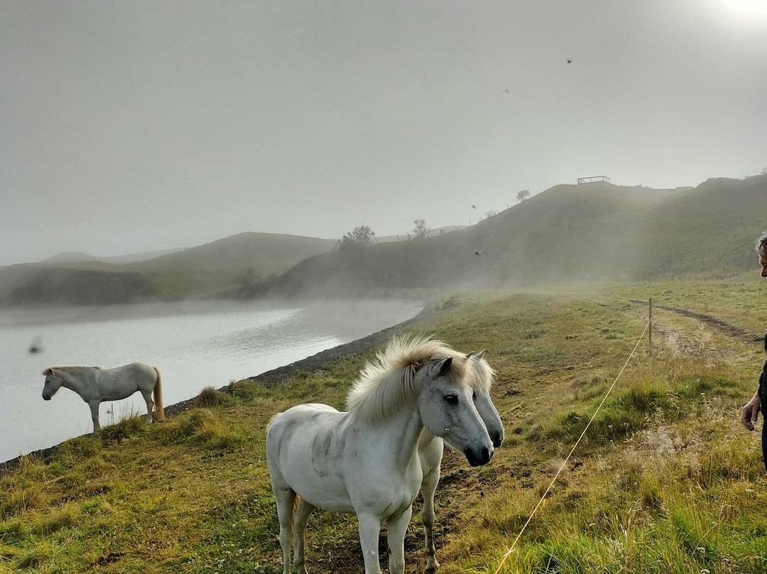 Safari Horse Rental-米湖必去景点