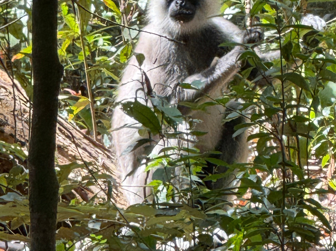 Wilpattu Safari Jeep-Wilpattu National Park必去景点
