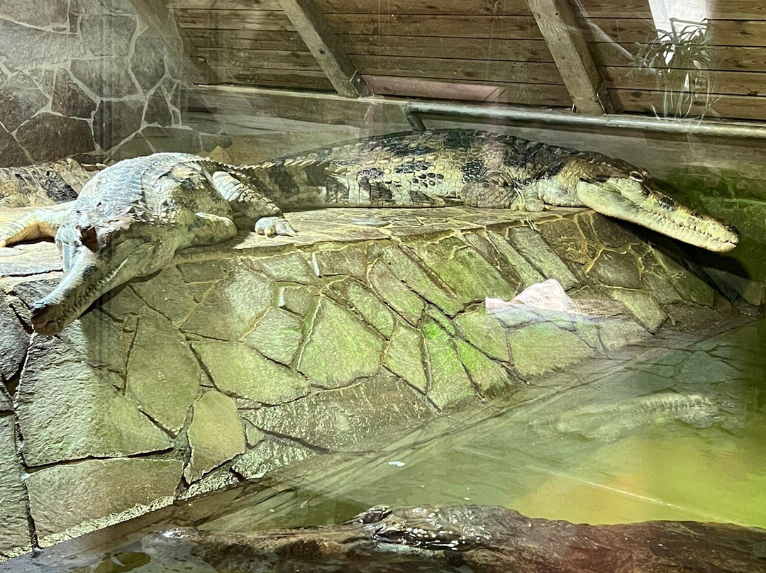 Krokodyli ZOO Protivin-Protivin必去景点