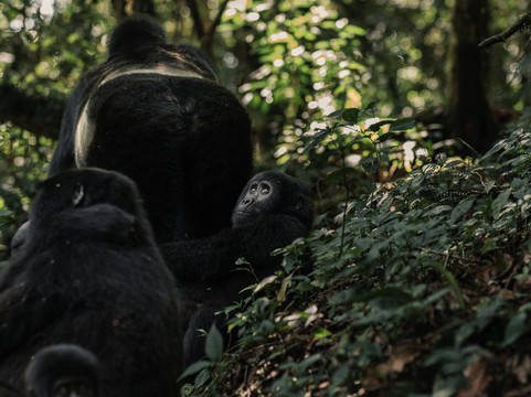 Kihihi酒店住宿-Silverback