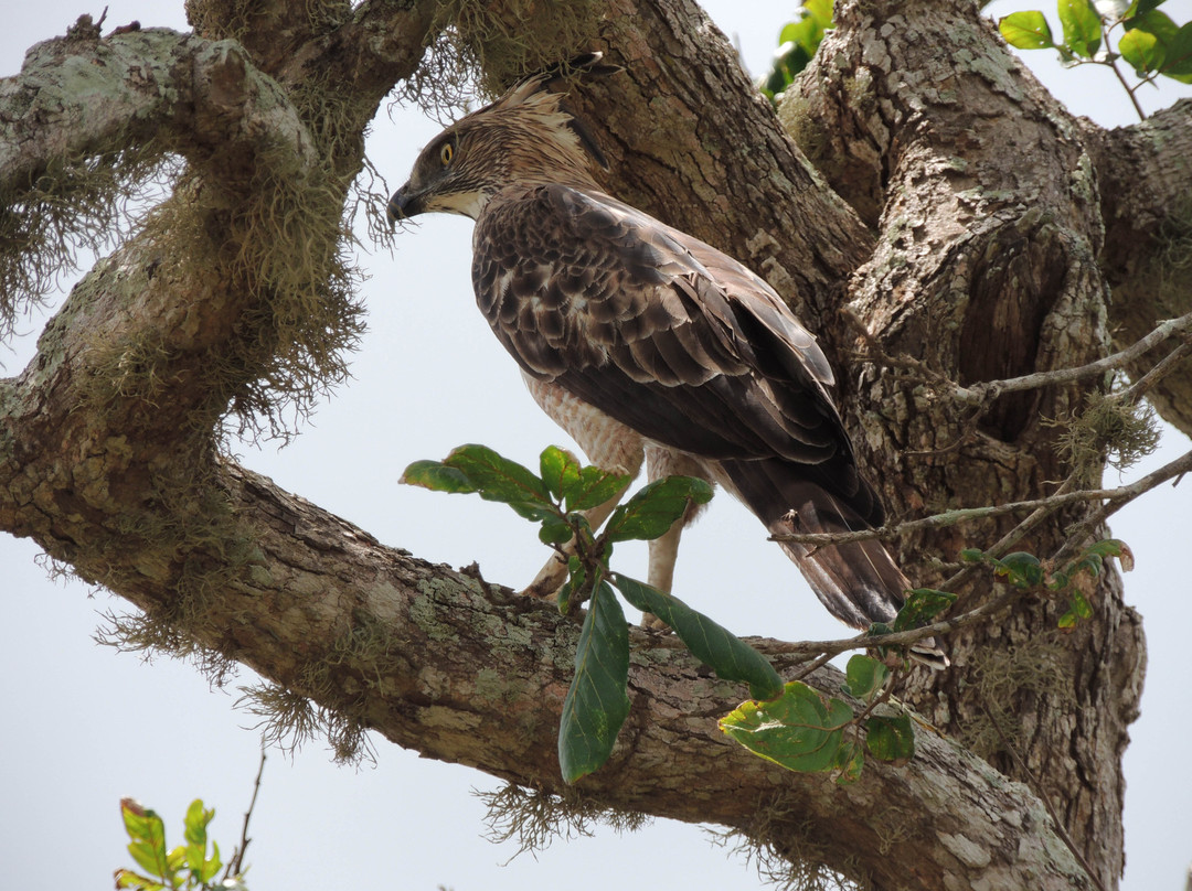 Nimsara Yala Safari-蒂瑟默哈拉默必去景点