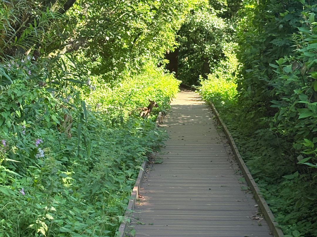 Gooderstone Water Gardens & Nature Trails-金斯林必去景点