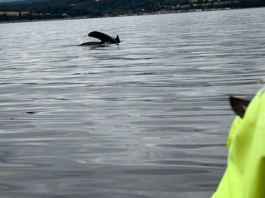 Dolphin Spirit Inverness-因弗内斯必去景点