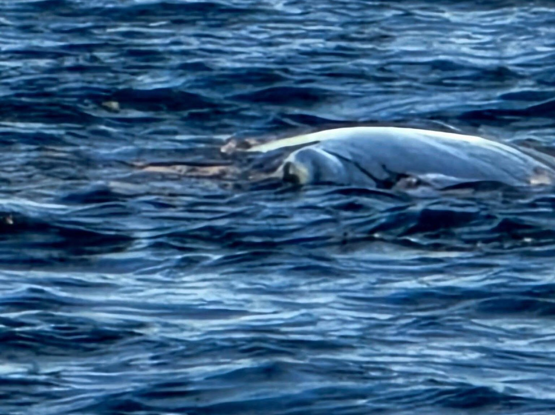 Ningaloo Coral Bay Boats-珊瑚湾必去景点