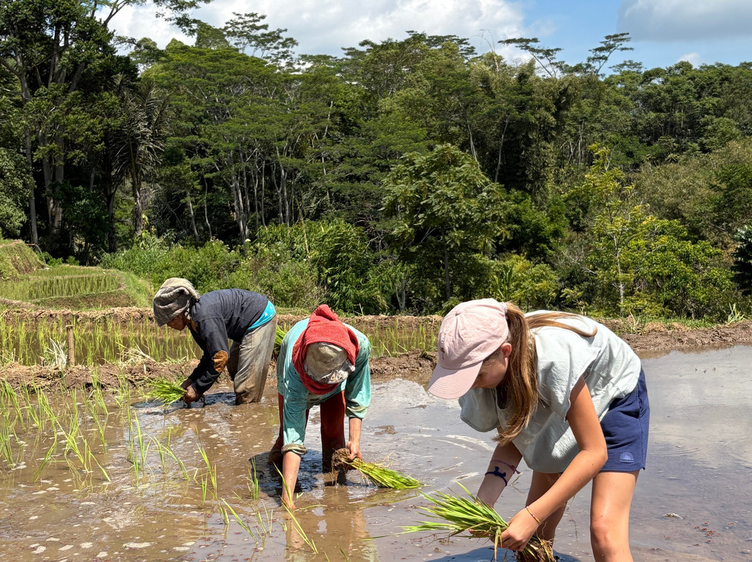 Flores Traveler-Ruteng必去景点