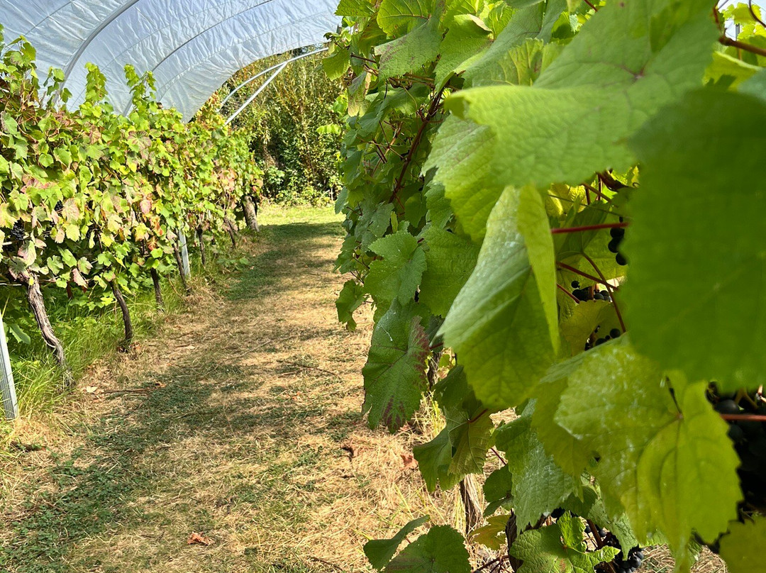 Polgoon Vineyard-彭赞斯必去景点