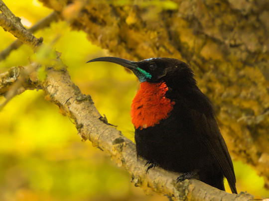 Birding and Educational Tours Rwanda-吉佳利必去景点