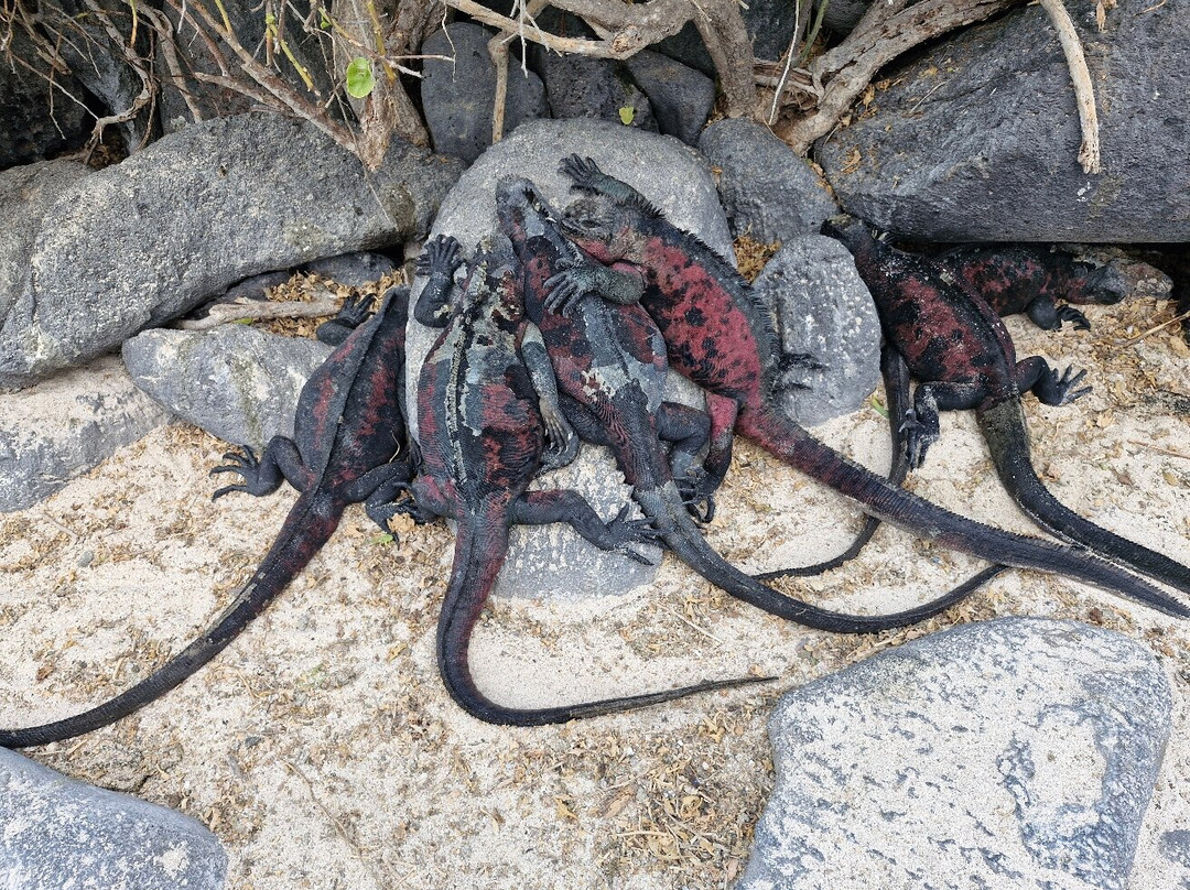 Punta Suarez-Espanola必去景点