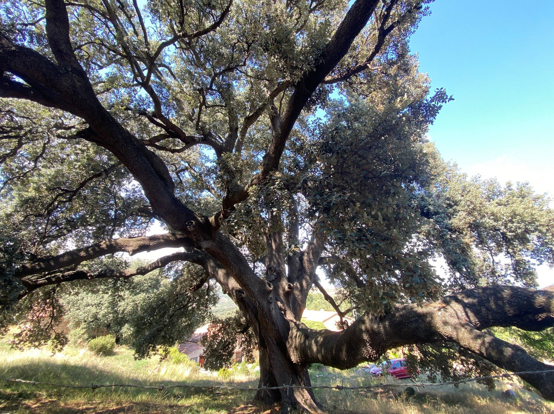 La Carrasca Milenaria-Culla必去景点