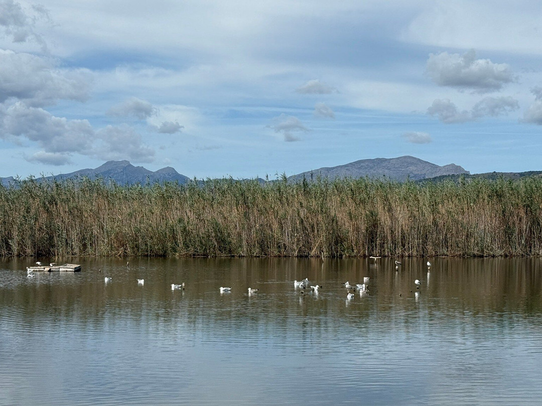 Taxi Pmi-马洛卡帕尔马必去景点