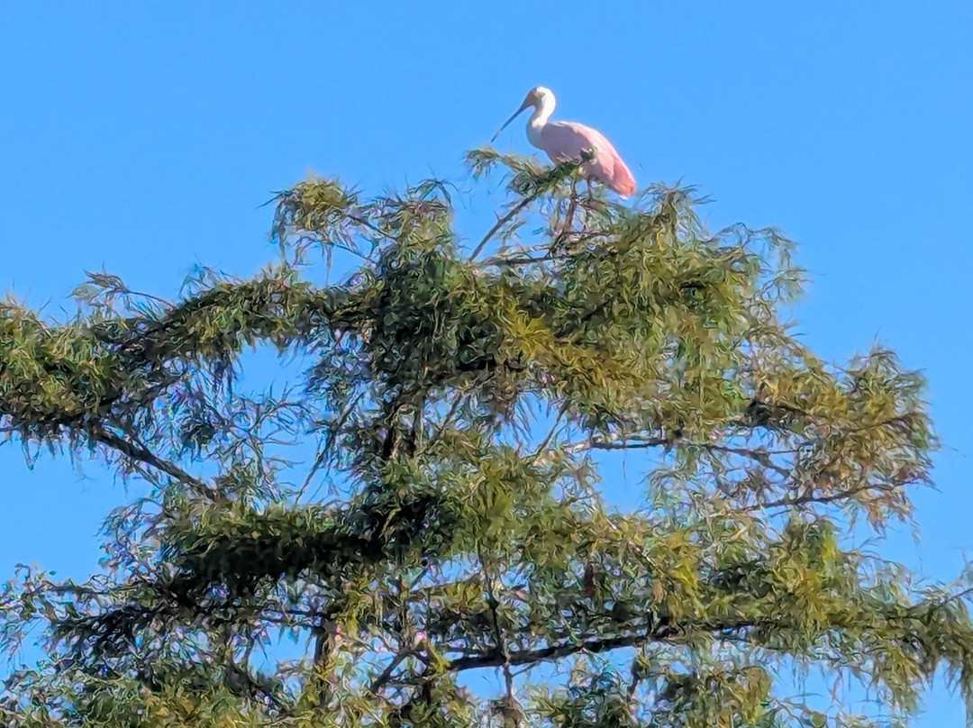 A-Awesome Airboat Rides-Christmas必去景点