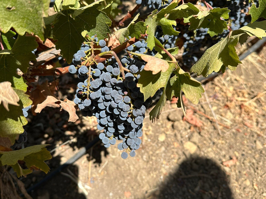 JUSTIN Vineyards & Winery-帕索罗布尔斯必去景点