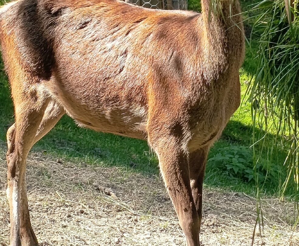 Parc Animalier d'Introd-Introd必去景点