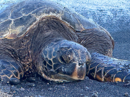 Kailani Tours Hawaii-凯鲁瓦-柯纳必去景点