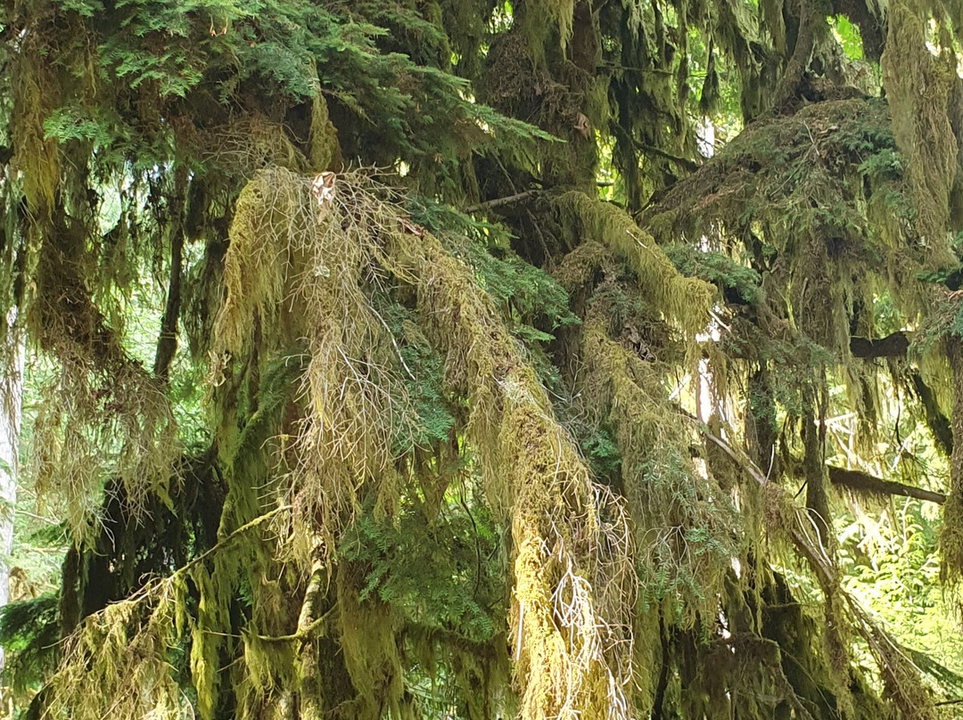 Cathedral Grove-艾伯尼港必去景点