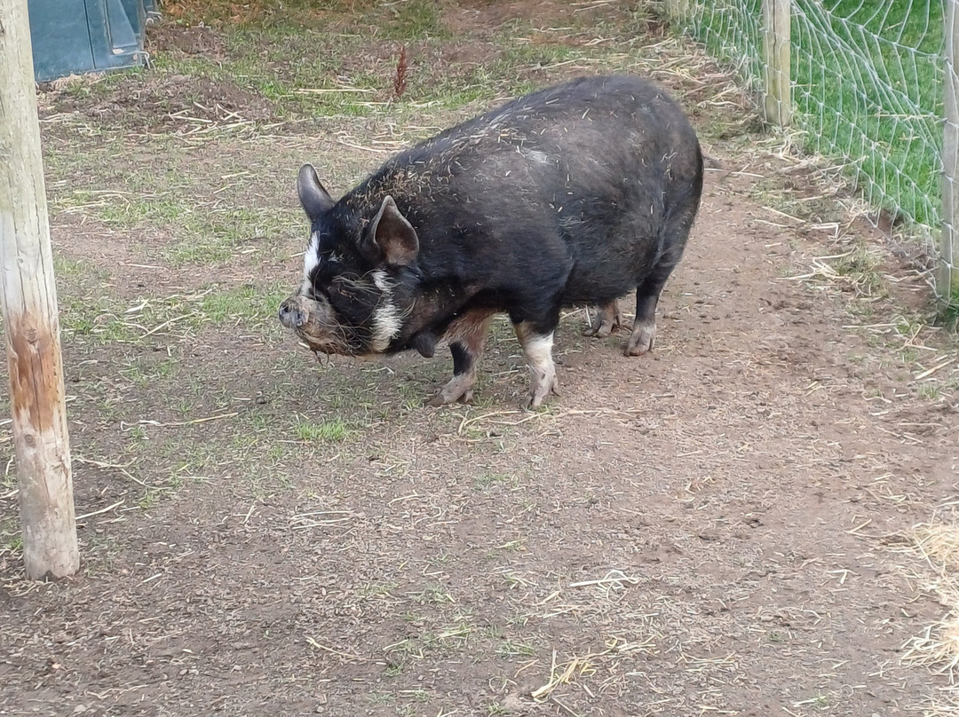 Hillside Shire Horse Sanctuary-West Runton必去景点