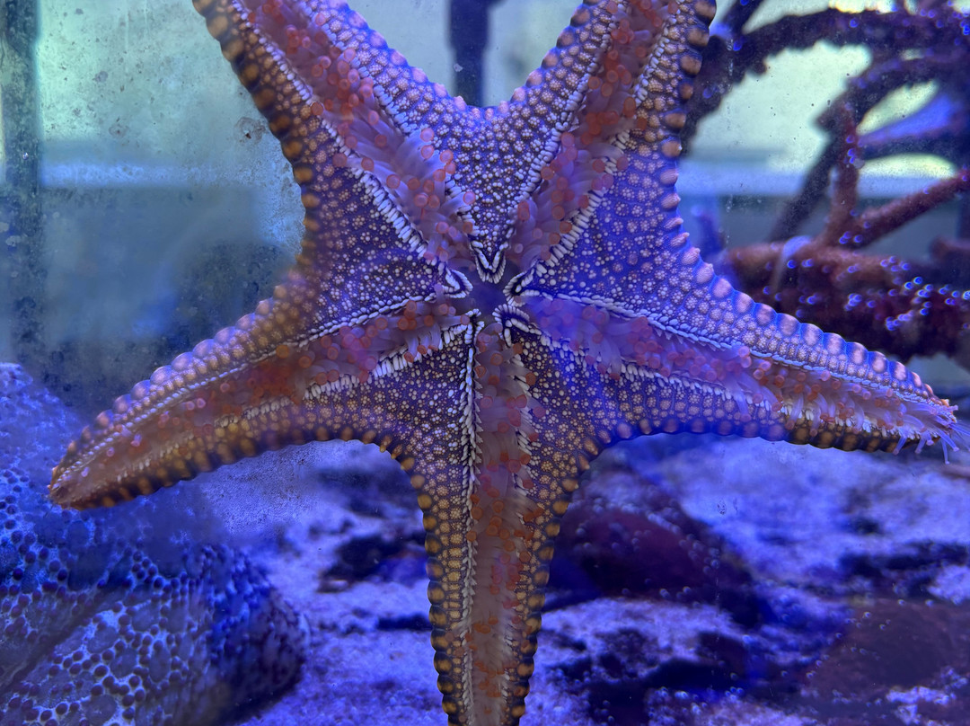 Marine Biological Center - Hyatt Regency Phuket Resort-卡图必去景点