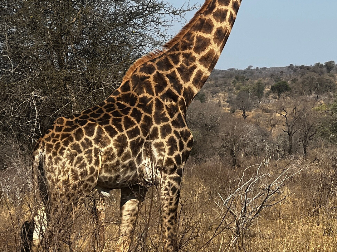 Africa Moja Tours And Safaris-桑顿必去景点