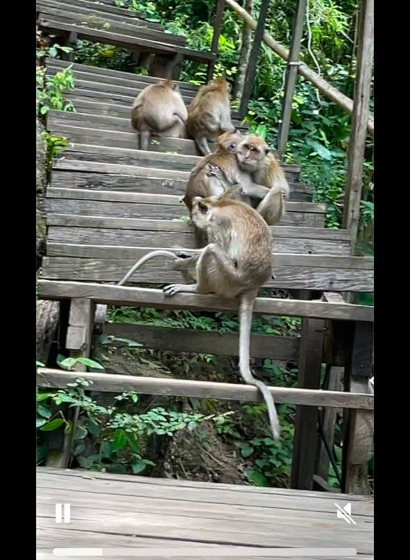Monkey Trail-奥南必去景点